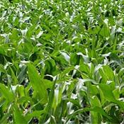 Field crops: Alfalfa, Barley, Canola, Corn, Cotton, Hops, Oats, Rice, Sorghum, Sugar beets, Sugar Cane, Wheat