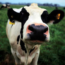 Dairy Farm Benefits