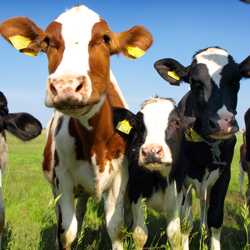 Removing Biosolids from Wastewater