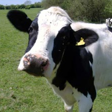 Water Conditioning for Livestock
