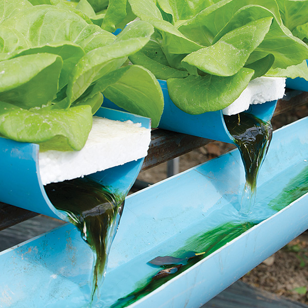 Portable Hydroponic Waste Water Remediation Systems
