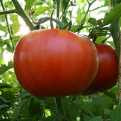 Tomatoes Grown using Conditioned Water